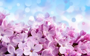 Create meme: Wallpaper desktop March 8, Wallpapers purple flowers, purple flowers background on March 8