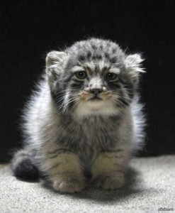 Создать мем: wild kitty cat, pallas cat, детеныш манула