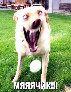 Create meme: memes about dogs, meme dog, screaming dog
