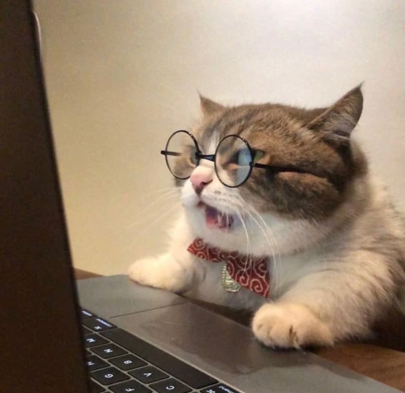 Create meme: the cat at the computer, the cat at the computer, smart cat