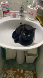 Create meme: kitty, cat, the cat in the sink