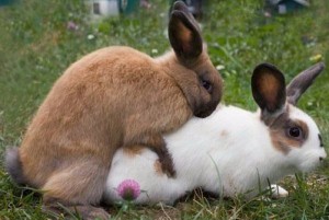 Create meme: pairing, mating rabbits, bunnies copulate