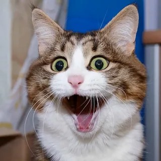 Создать мем: смешные морды котов, котик в шоке, удивленный котик