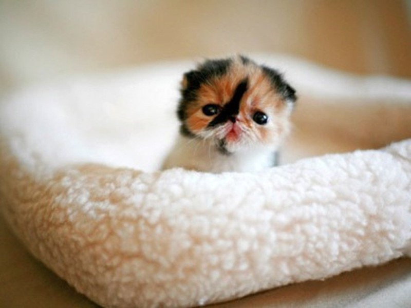 Create meme: the cutest kittens in the world are small, the cutest kitten in the world, the cutest kitten