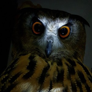 Create meme: owl owl, bird owl, owl