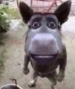 Create meme: Shrek donkey , dog, funny donkey