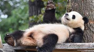 Создать мем: ленивая панда, берлинский зоопарк панда, большая панда