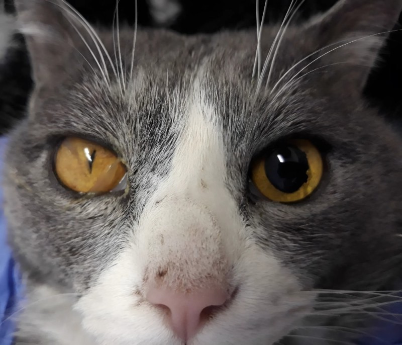 Create meme: cat eyes , cat's pupil, cat eye 