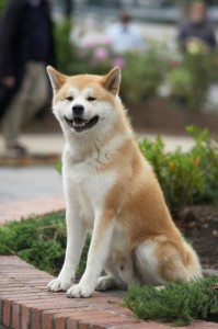 Create meme: the Akita breed, Hachiko dog breed