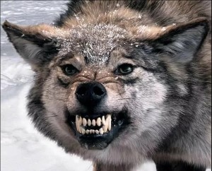 Create meme: wolf furious, evil wolf grin, wolfish grin