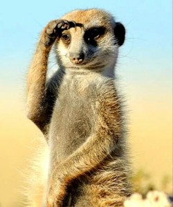 Create meme: meerkat white, meerkat meerkat, cute meerkat