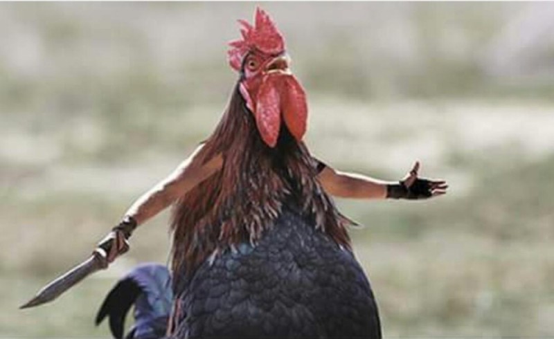 Create meme: rooster , cock funny, angry rooster