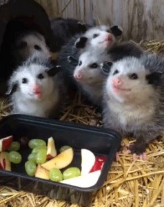 Создать мем: possum, opossum, опоссум
