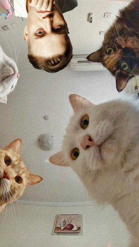 Create meme: memes cat, cat, cat 