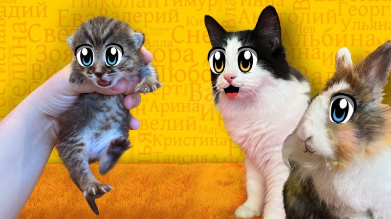 Create meme: anuka davaika, baby cat anuka davaika, baby cat from anuka davaika