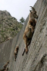 Create meme: Alpine mountain goat