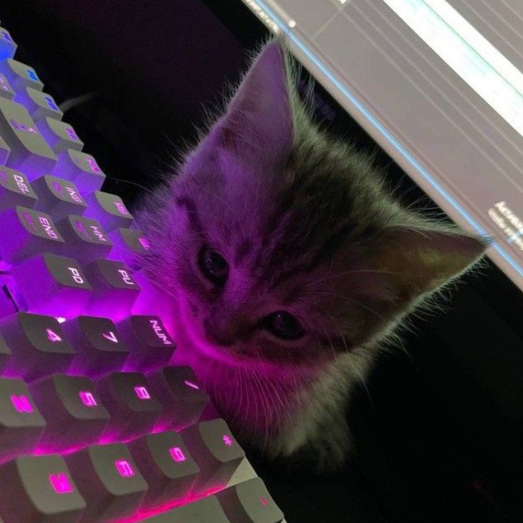 Создать мем: котики с подсветкой, милые котики, котик