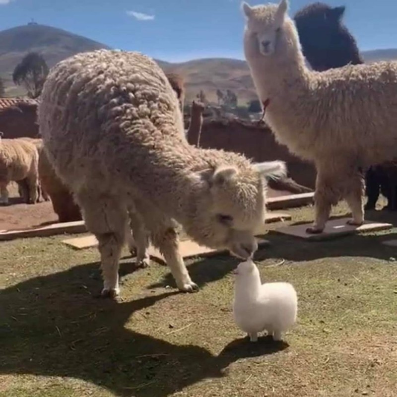 Create meme: Alpaca , Alpaca funny, Explain your smallness