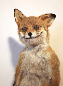 Create meme: Fox, a stuffed Fox, Fox