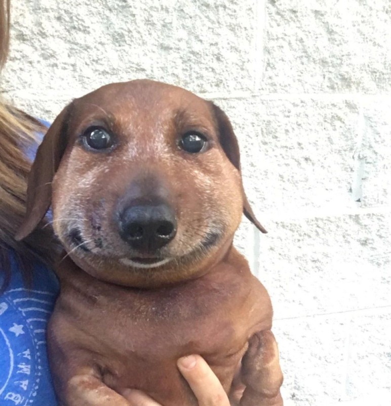 Create meme: dog sausage, Dachshund dog, The dachshund is smiling