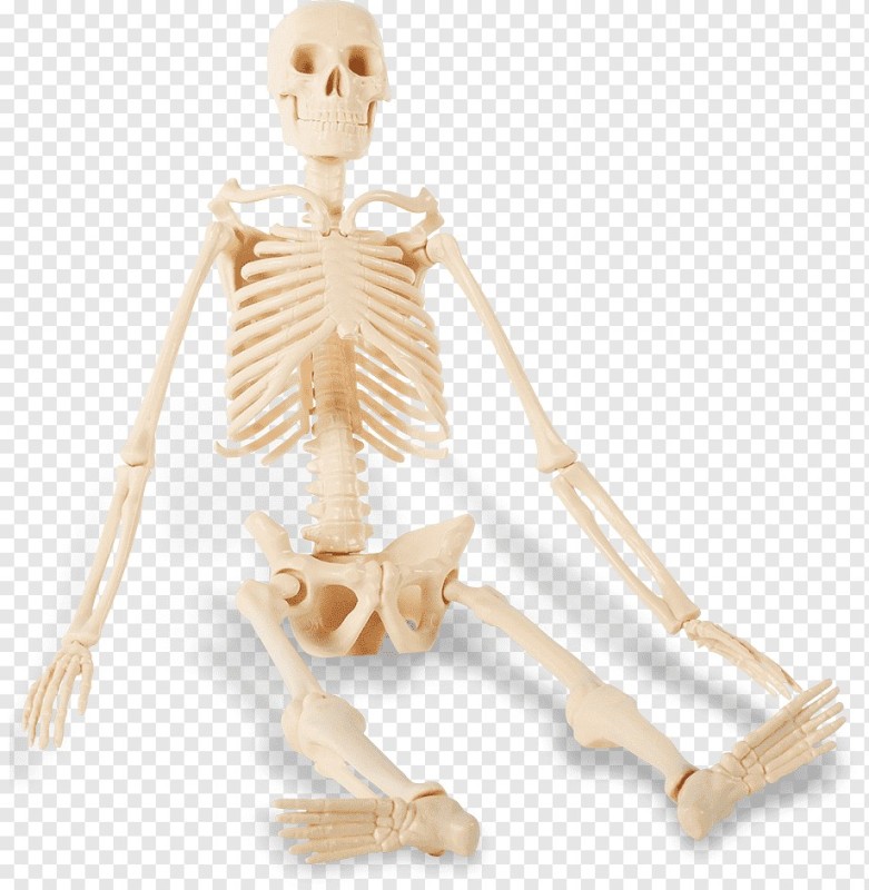 Создать мем: анатомический скелет человека, модель скелета человека, скелет