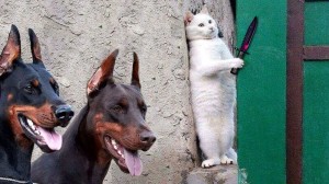 Create meme: unusual animals, Doberman and cat, the cat and the Dobermans meme