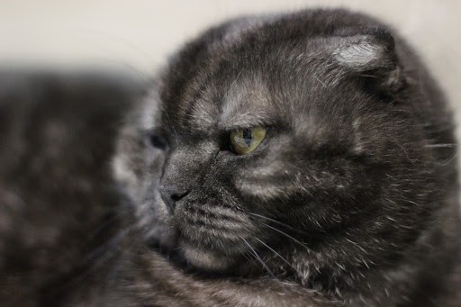 Создать мем: вислоухий кот, шотландский вислоухий скоттиш фолд черный дым, шотландская кошка