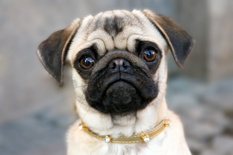 Create meme: pug dog , pug breed pug, dog breed pug