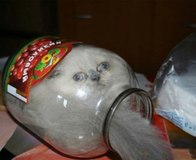Create meme: Don't forget the cat in the jar, cats in the Bank, the cat in the jar meme