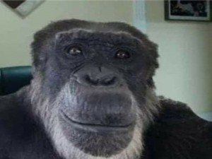Создать мем: шимпанзе мем, мем ладно обезьяна, взгляд шимпанзе мем
