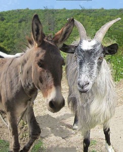 Create meme: goat, home donkey