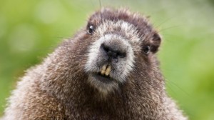 Create meme: animals, a family of beaver, beaver