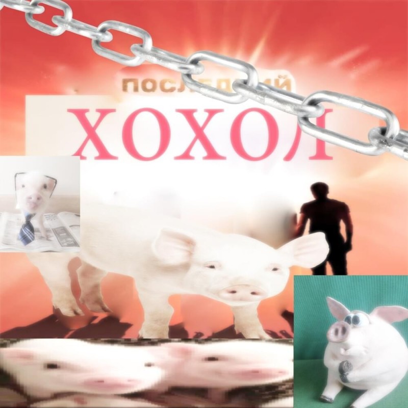 Create meme: animals , cat , pig 