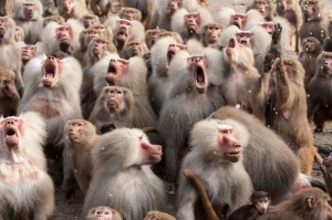 Создать мем: главный бабуин толпы, бешеная обезьяна, смешные обезьянки