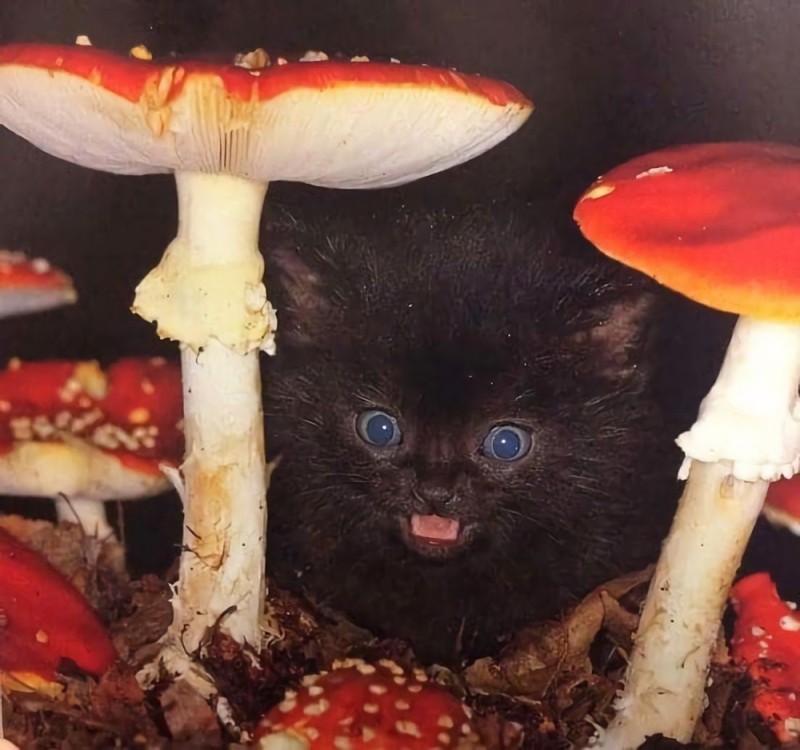 Create meme: cat and mushrooms, mushrooms meme with a cat, cat 