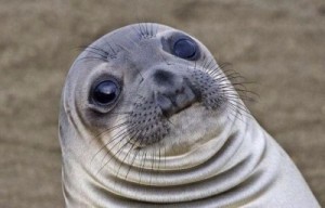 Create meme: sad seal, Navy seal meme, meme seal