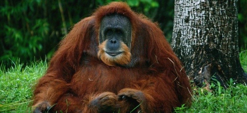 Create meme: orangutan monkey, Sumatran orangutan, monkey orangutan