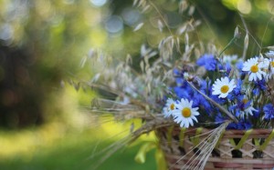Create meme: summer wildflowers, field of Daisy flowers, wildflowers