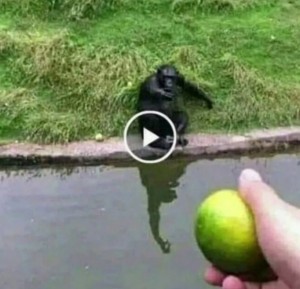 Создать мем: шимпанзе, мартышка смешная, шимпанзе играет
