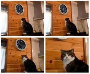 Create meme: memes with cats, meme the cat and the clock time, meme with a cat and a clock