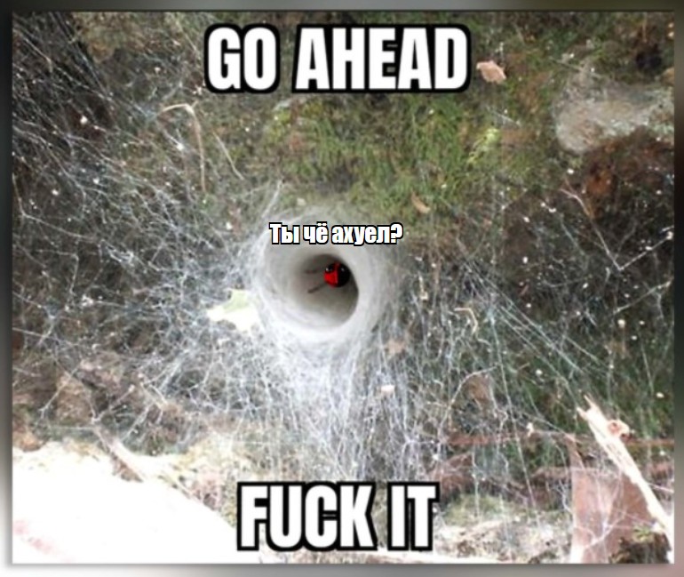 Create meme: spiders, Spider in the tunnels, funnel spiders