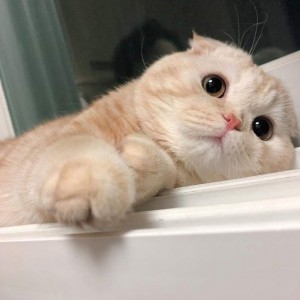 Создать мем: фотографии милых котиков, котики няшные, няшный кот