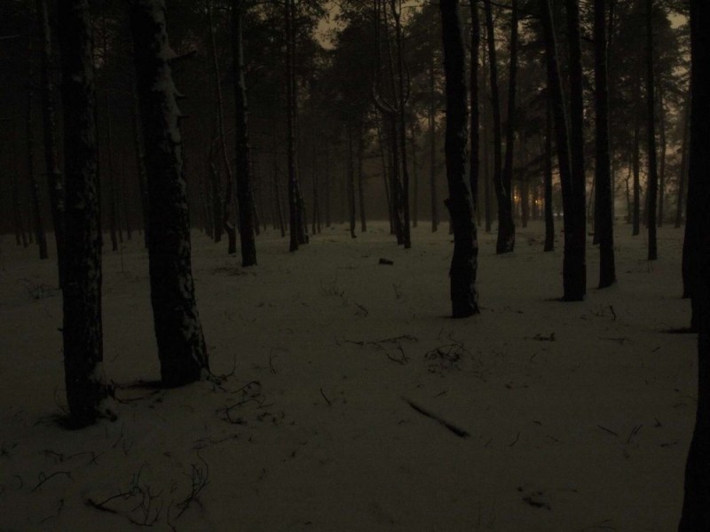 Create meme: in the winter forest, forest at night background, background dark forest