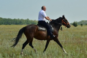 Create meme: saddle, horse, Radaev horse