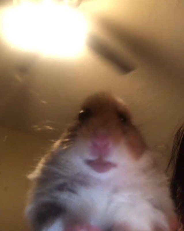 Create meme: hamster looks at the phone, hamster , chewing hamster