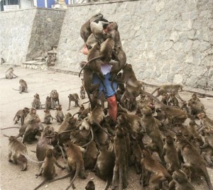 Create meme: bunch of monkeys Congress, monkey attacks on humans, animal