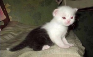 Create meme: cat Scottish fold, lop-eared kitten, cat