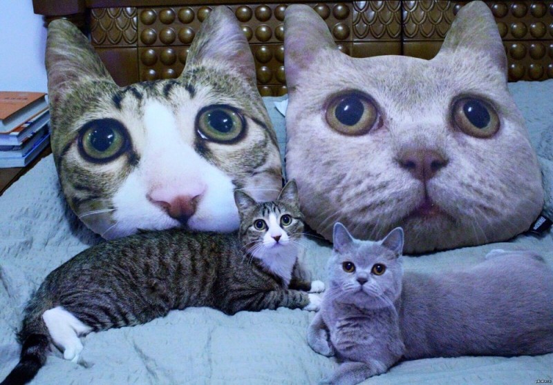 Create meme: funny cats , two funny cats, jokes seals 