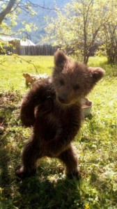Create meme: funny, zoo, bear cub