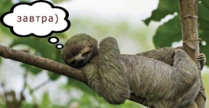 Create meme: burgarly sloth, sloth animal, three-toed sloths